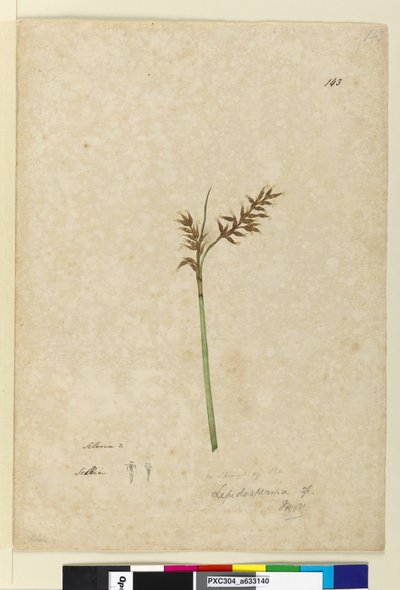 143ページ。Lepidosperma、c.1803-06（WC、ペン、インク、鉛筆） 作： John William Lewin