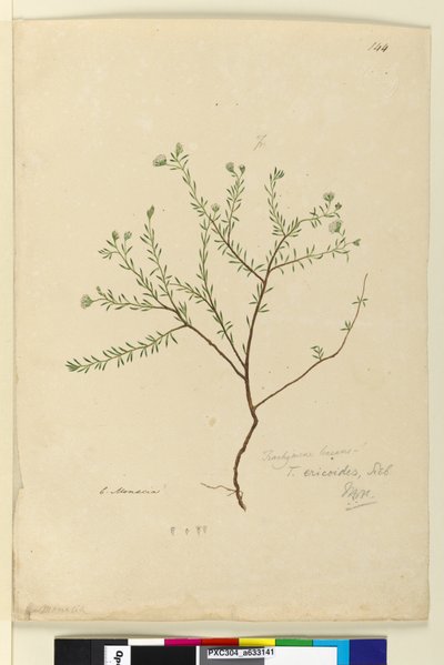 144ページ。トラキメンリニアリス、c.1803-06（トイレ、ペン、インク、鉛筆） 作： John William Lewin