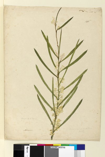 ページ146. Acacia suaveolens、c.1803-06（トイレ、ペン、インク、鉛筆） 作： John William Lewin