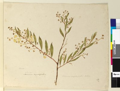 Page 147. Acacia myrtifolia、c.1803-06（トイレ、ペン、インク、鉛筆） 作： John William Lewin