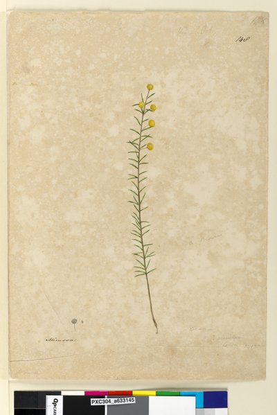 148ページAcacia aciculares, c.1803-06 （水彩、ペン、インク、鉛筆 作： John William Lewin