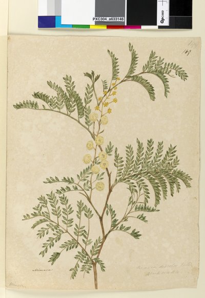 149ページ。AcaciadiscolorAcacia terminalis、c.1803-06（wc、ペン、インク、鉛筆） 作： John William Lewin
