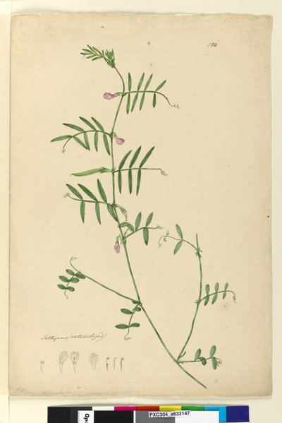 150ページ。Lathyrus、c.1803-06（wc、ペン、インク、鉛筆） 作： John William Lewin