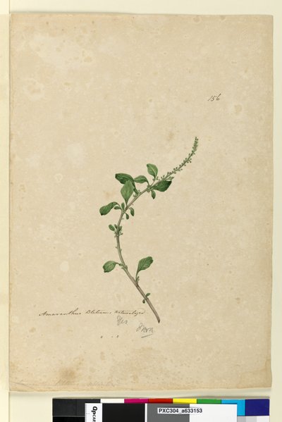 ページ156. Amaranthus Blitum、c.1803-06（トイレ、ペン、インク、鉛筆） 作： John William Lewin