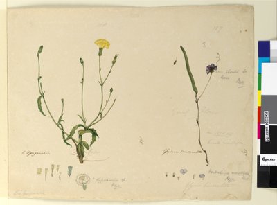 157ページ。HardenbergiamonophyllaHardenbergia violacea; 158. Hypochaeris、c.1803-06（トイレ、ペン、インク、鉛筆） 作： John William Lewin