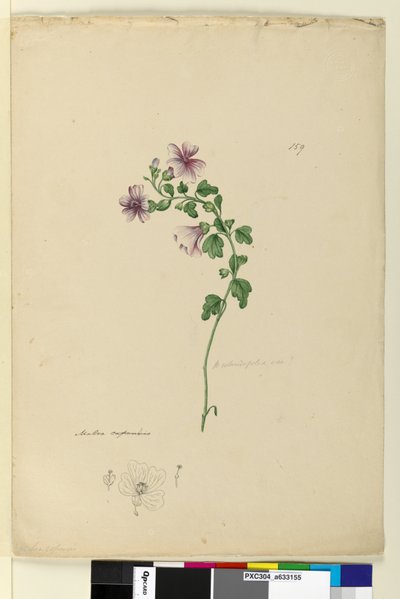 159. Malva capensis、c.1803-06（トイレ、ペン、インク、鉛筆） 作： John William Lewin