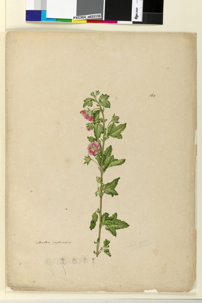 160ページ。Malva capensis、c.1803-06（トイレ、ペン、インク、鉛筆） 作： John William Lewin