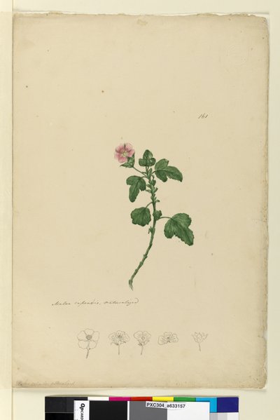 161ページ。マルバカペンシス、1803年6月6日（WC、ペン、インク、鉛筆） 作： John William Lewin