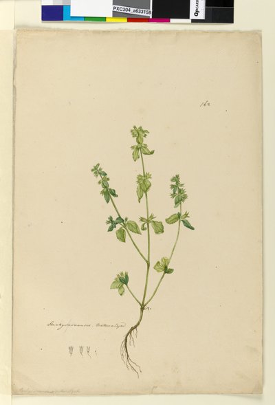 ページ162. Stachys arvensis、c.1803-06（トイレ、ペン、インク、鉛筆） 作： John William Lewin