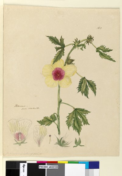 163ページ。ハイビスカス、1803年6月6日（トイレ、ペン、インク、鉛筆） 作： John William Lewin