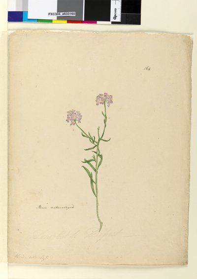 ページ164.帰化したイベリス、1803年6月6日（トイレ、ペン、インク、鉛筆） 作： John William Lewin