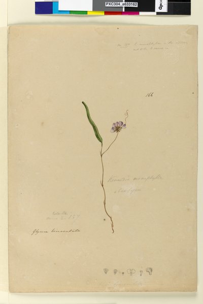 ページ166. Kennedia monophyllaHardenbergia violacea、c.1803-06（wc、ペン、インク、鉛筆） 作： John William Lewin