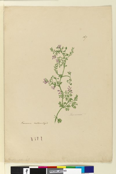 ページ167.帰化したFumaria、c.1803-06（トイレ、ペン、インク、鉛筆） 作： John William Lewin