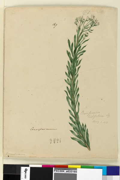 Page 169. Conospermum taxifolium、c.1803-06（トイレ、ペン、インク、鉛筆） 作： John William Lewin