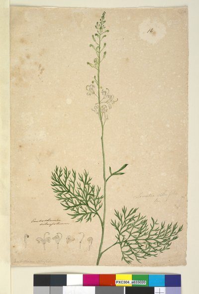 ページ16. Lomatia silaifolia、c.1803-06（WC、ペン、インク、鉛筆） 作： John William Lewin
