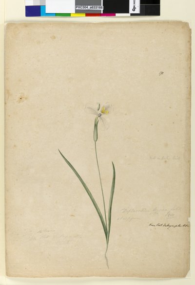 ページ170. Diplarrhena moraea、c.1803-06（トイレ、ペン、インク、鉛筆） 作： John William Lewin