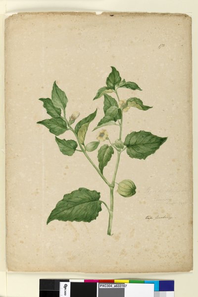 172. Physalis edulis、c.1803-06（トイレ、ペン、インク、鉛筆） 作： John William Lewin