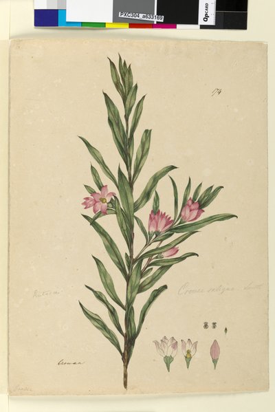 ページ174. Crowea saligna、c.1803-06（トイレ、ペン、インク、鉛筆） 作： John William Lewin