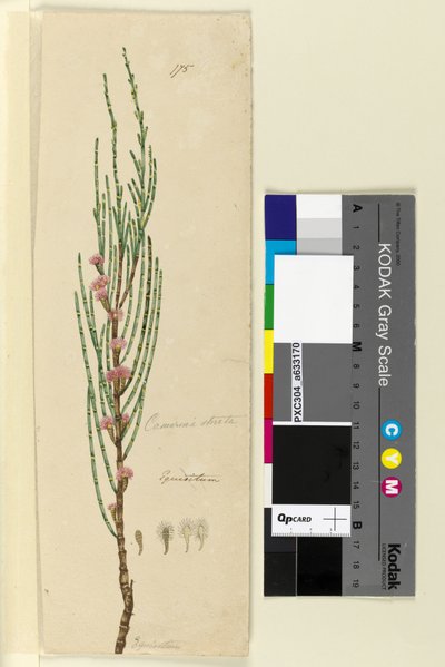 175ページ。Casuarinastricta Allocasuarina verticillata、c.1803-06（wc、ペン、インク、鉛筆） 作： John William Lewin