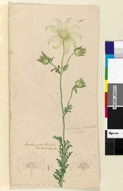 ページ176. Actinotus Helianthe、c.1803-06（トイレ、ペン、インク、鉛筆） 作： John William Lewin