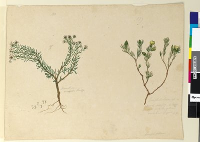 179ページ。 180. Poranthera ericafolia、c.1803-06（トイレ、ペン、インク、鉛筆） 作： John William Lewin