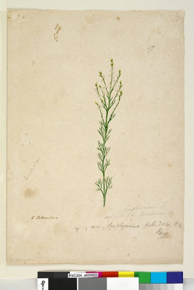 ページ17. Symphionema paludosum、c.1803-06（トイレ、ペン、インク、鉛筆） 作： John William Lewin