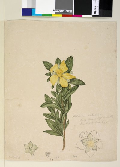 181ページ。Hibbertiavolubilis Hibbertia scandens、c.1803-06（wc、ペン、インク、鉛筆） 作： John William Lewin