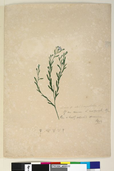 ページ182. Linum spはaugustifoliumと同盟、c.1803-06（WC、ペン、インク、鉛筆） 作： John William Lewin