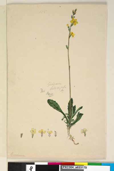 ページ185. Goodenia bellidifolia、c.1803-06（トイレ、ペン、インク、鉛筆） 作： John William Lewin