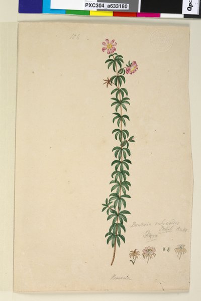 ページ186. Bauera rubioides、c.1803-06（トイレ、ペン、インク、鉛筆） 作： John William Lewin