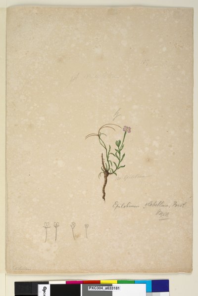 187ページ。Epilobiumglabellum、c.1803-06（WC、ペン、インク、鉛筆） 作： John William Lewin