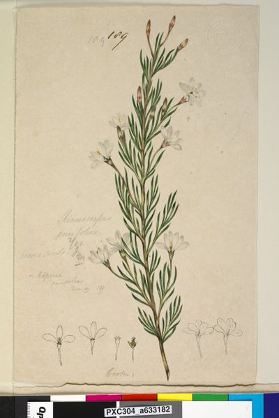 189ページ。Ricinocarpuspinifolius、c.1803-06（トイレ、ペン、インク、鉛筆） 作： John William Lewin