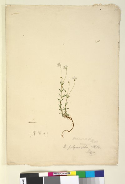 18ページ。Mitrasacmepolymorpha、c.1803-06（wc、ペン、インク、鉛筆） 作： John William Lewin