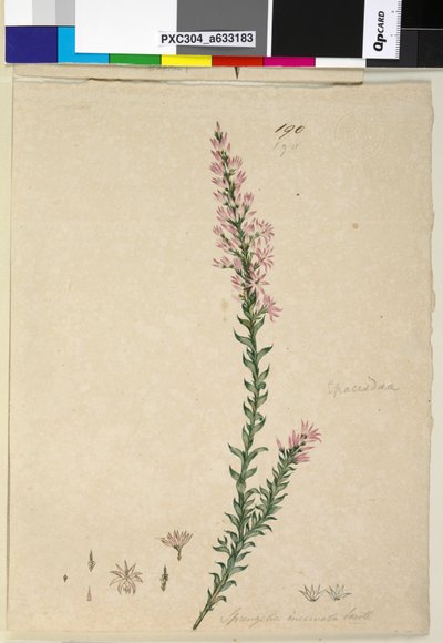 190ページ。Sprengeliaincarnata、c.1803-06（WC、ペン、インク、鉛筆） 作： John William Lewin