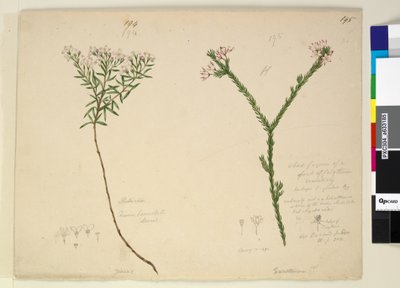 Page 194. Zieria lanceolata Zieria smithii; 195. Calythrixの種の悪い姿...、c.1803-06（wc、ペン、インク、鉛筆） 作： John William Lewin