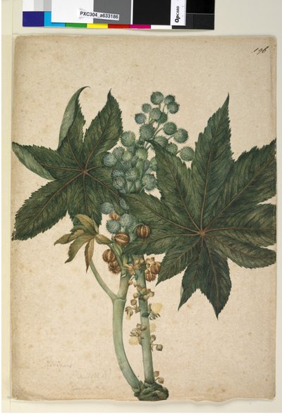 196ページ。RicinusRicinus communis、c.1803-06（トイレ、ペン、インク、鉛筆） 作： John William Lewin