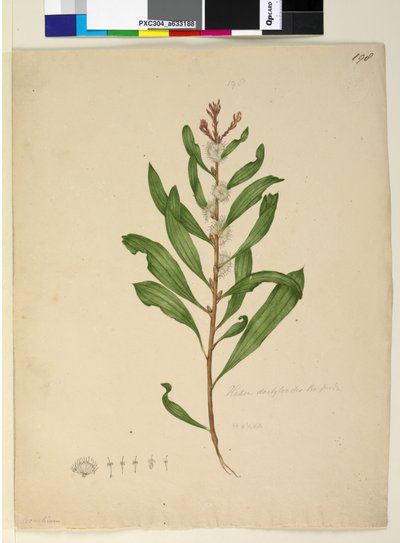 ページ198. Hakea dactyloides、c.1803-06（トイレ、ペン、インク、鉛筆） 作： John William Lewin