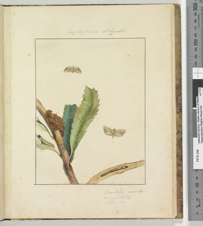 ページ19.プレート5 Cryptophasa Strigata、1803-04（手描きのエッチングプリント） 作： John William Lewin