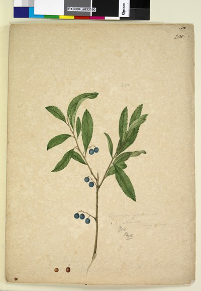 200ページ。Elaeocarpusreticulatus、c.1803-06（wc、ペン、インク、鉛筆） 作： John William Lewin