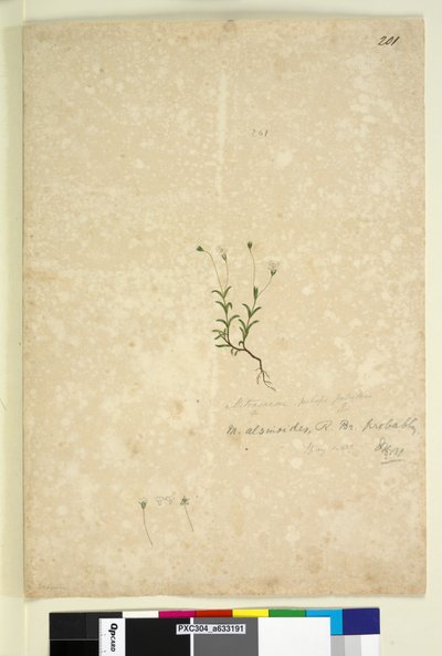 ページ201. Mitrasacme alsinoides、c.1803-06（トイレ、ペン、インク、鉛筆） 作： John William Lewin