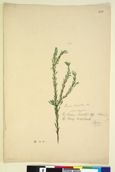 202ページ。Pimelialinifolia、c.1803-06（WC、ペン、インク、鉛筆） 作： John William Lewin