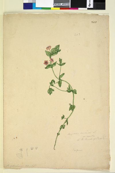 203ページ。アナガリス・アルベニス、1803年6月6日（トイレ、ペン、インク、鉛筆） 作： John William Lewin