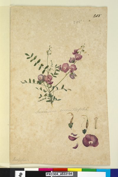 205. Swainsona、1803-06年頃（トイレ、ペン、インク、鉛筆） 作： John William Lewin