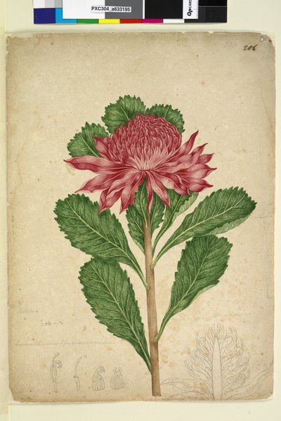 ページ206. Telopea speciosissima、c.1803-06（トイレ、ペン、インク、鉛筆） 作： John William Lewin