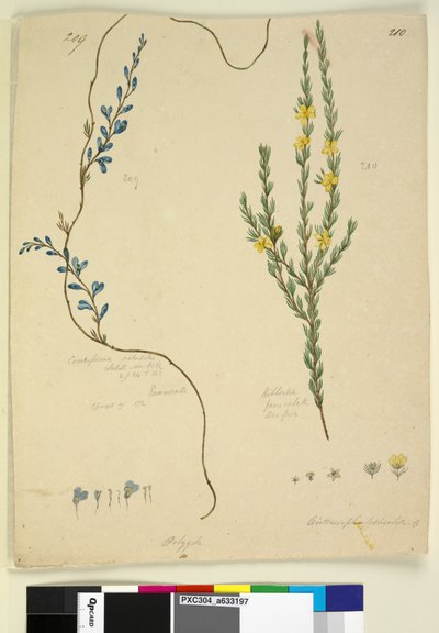 Page 209.コスペルマvolubile; 210. Hibbertia fasciculata、c.1803-06（トイレ、ペン、インク、鉛筆） 作： John William Lewin