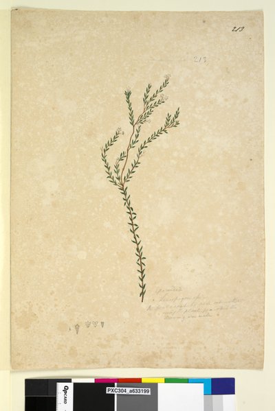 213ページ。EpacrideaeLeucopogonsp。、c.1803-06（wc、ペン、インク、鉛筆） 作： John William Lewin