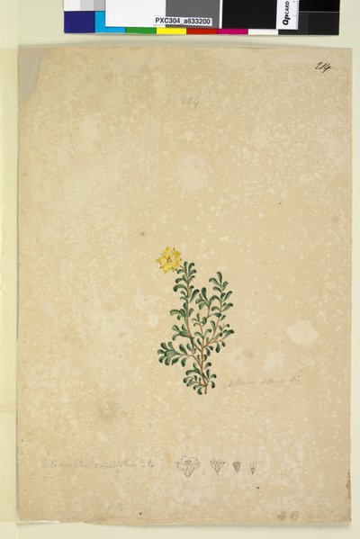 214ページ。Hibbertia diffusa、c.1803-06（wc、ペン、インク、鉛筆） 作： John William Lewin