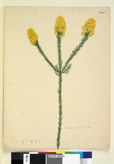 215ページ。Dillwyniafloribunda、c.1803-06（wc、ペン、インク、鉛筆） 作： John William Lewin