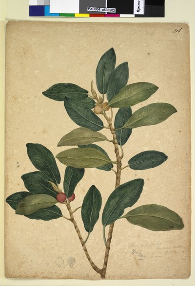 ページ216. Ficus rubiginosa、c.1803-06（wc、ペン、インク、鉛筆） 作： John William Lewin