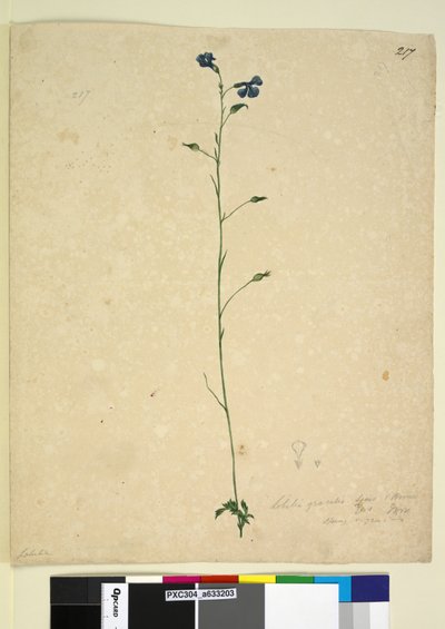 217ページ。ロベリアグラシリス、1803年6月6日（トイレ、ペン、インク、鉛筆） 作： John William Lewin